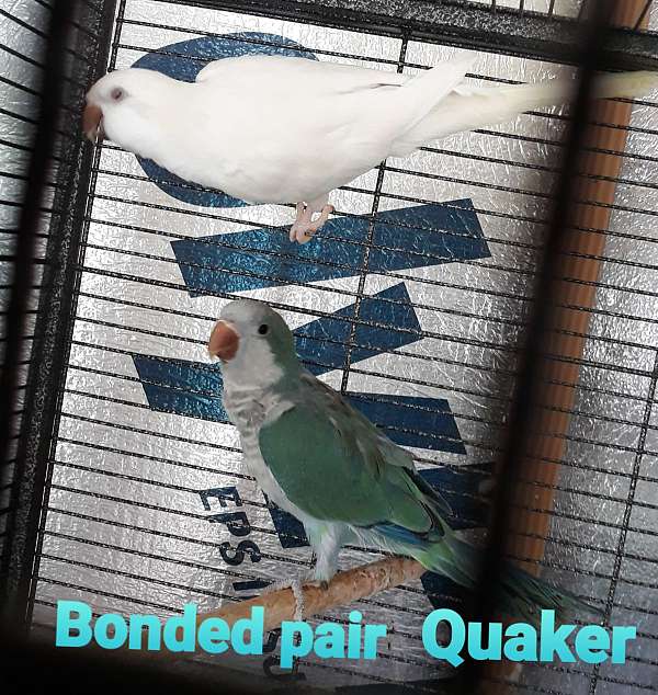 opaline-bird-for-sale-in-kissimmee-fl