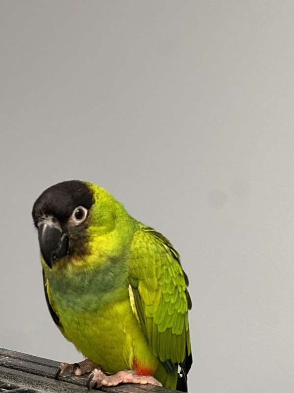 nanday-conure-for-sale