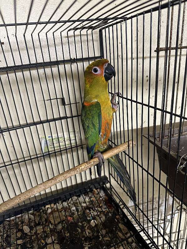 parrot-for-sale-in-harrisonburg-va