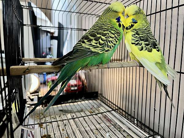 black-parakeet-for-sale