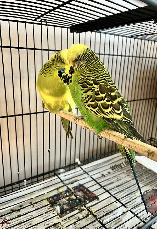 bonded-pair-bird-for-sale-in-bronx-ny