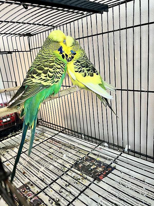 parakeet-for-sale