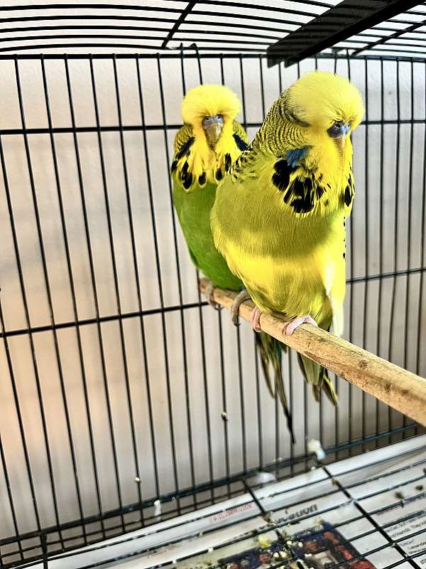 brown-parakeet-for-sale