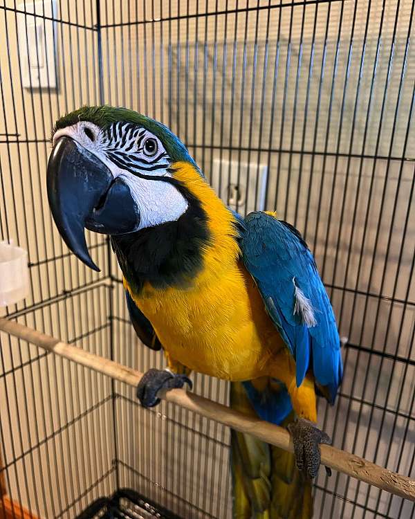 macaw-for-sale-in-brockton-ma