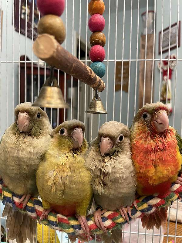 green-cheek-conure-for-sale-in-luling-tx