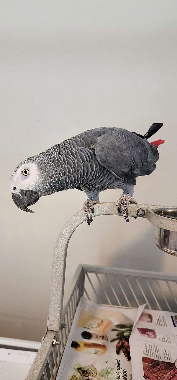 african-grey-parrot-for-sale-in-navarre-fl