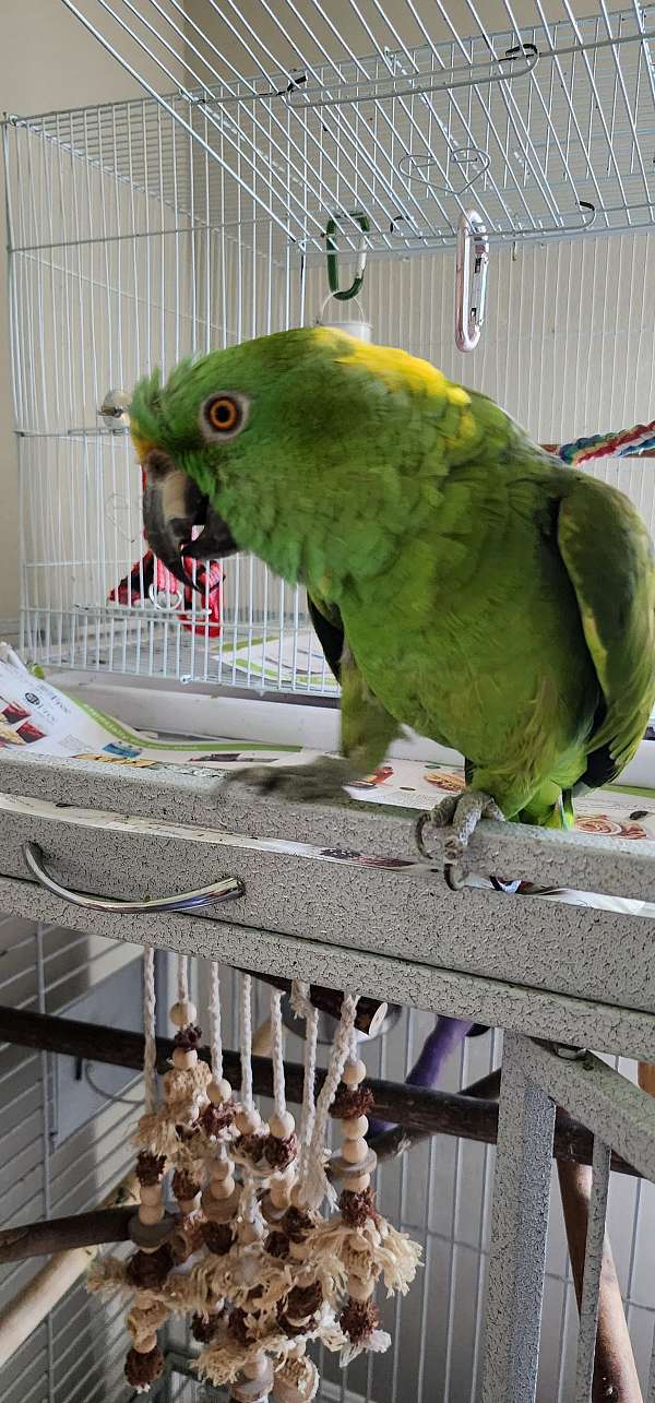 yellow-naped-amazon-parrot-for-sale-in-navarre-fl