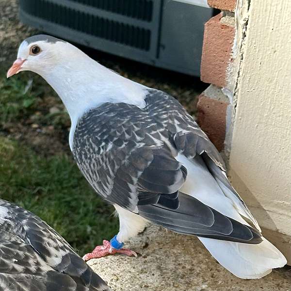 homing-pigeon-for-sale-in-tennessee