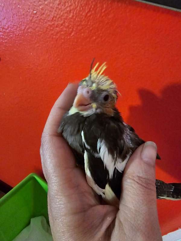 cockatiel-for-sale