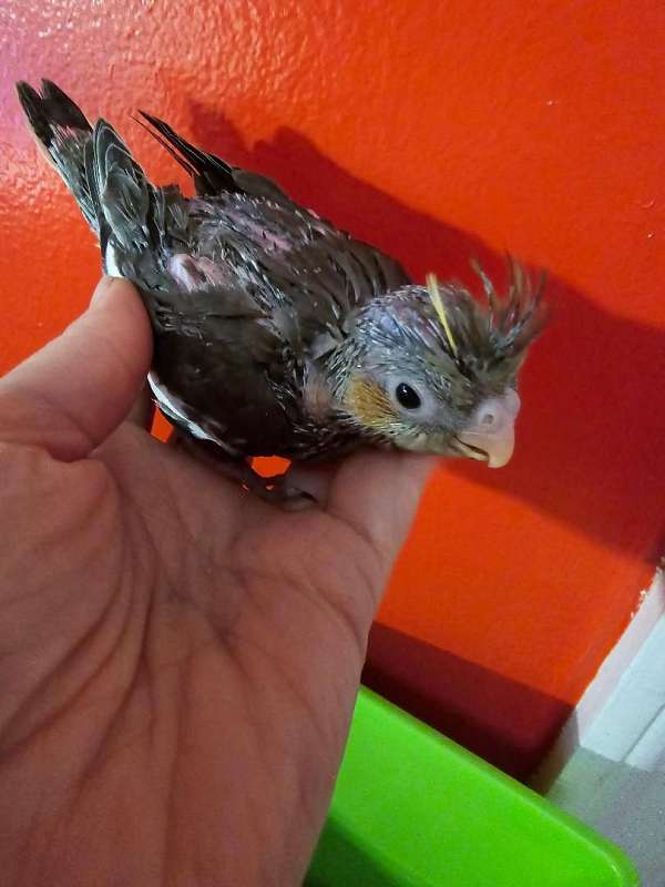 cockatiel-for-sale-in-warner-robins-ga