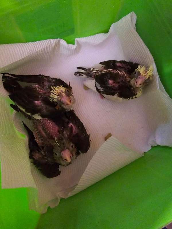 young-cockatiel-for-sale