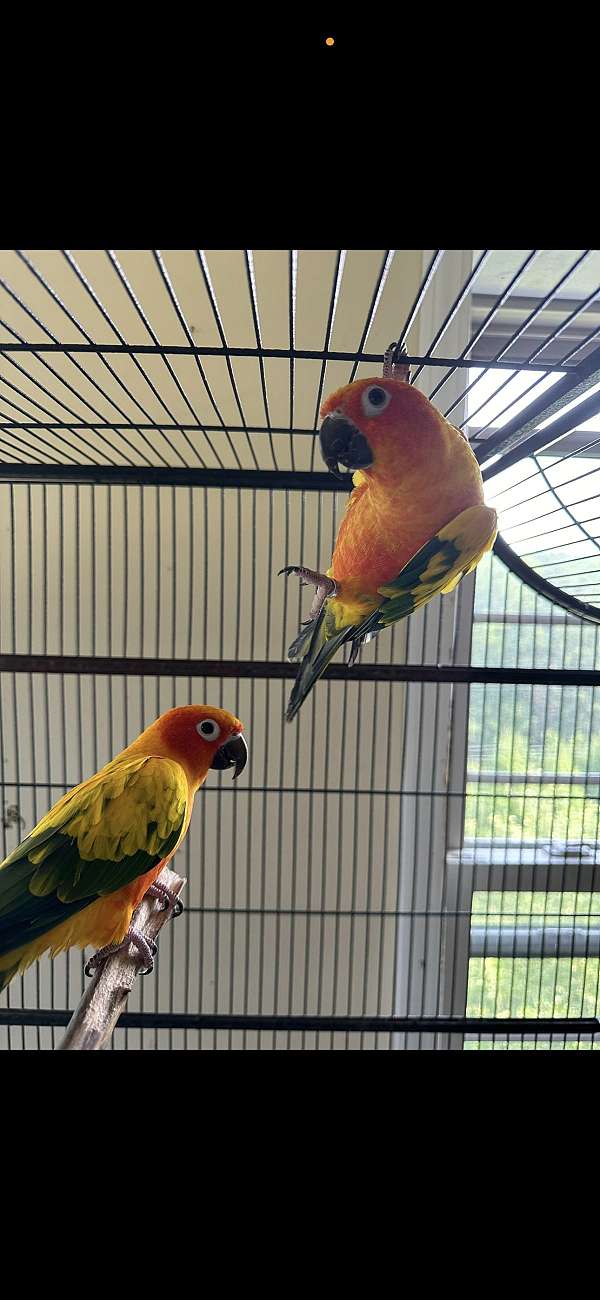 sun-conure-for-sale-in-wellsboro-pa