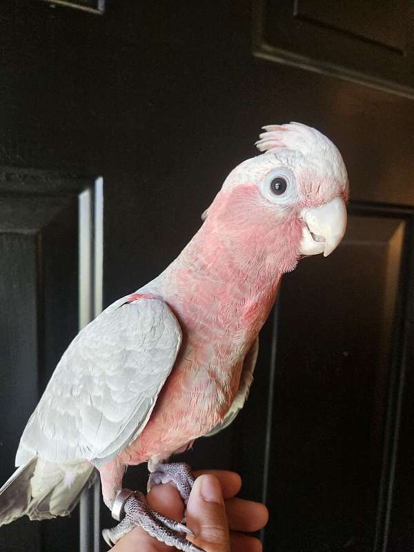 rose-breasted-cockatoo-for-sale-in-piedmont-sc