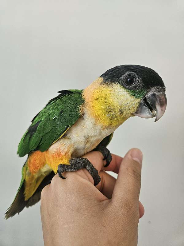 black-headed-caique-for-sale-in-piedmont-sc