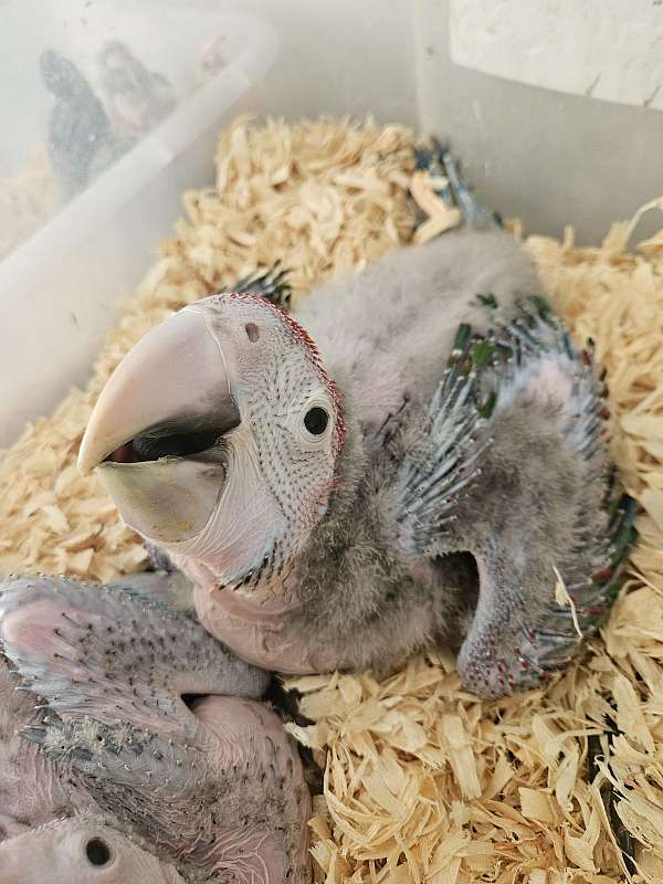 green-wing-macaw-for-sale-in-piedmont-sc