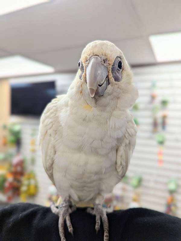 goffin-cockatoo-for-sale