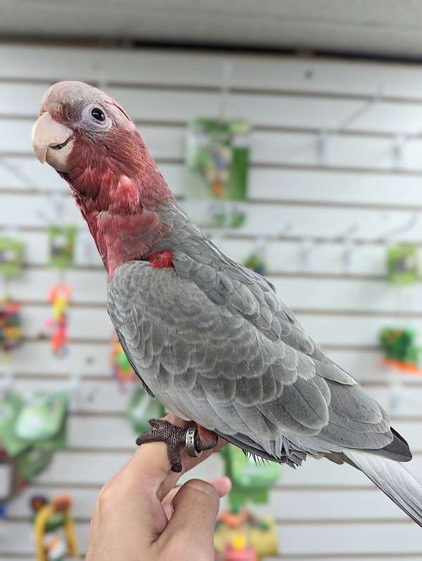 rose-breasted-cockatoo-for-sale