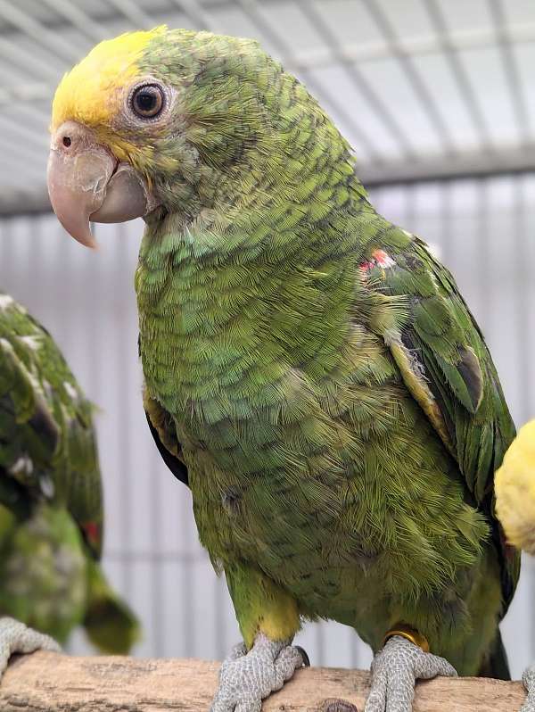 double-yellow-head-amazon-parrot-for-sale