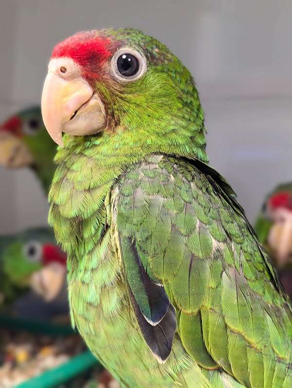 red-head-amazon-parrot-for-sale