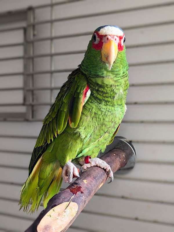 white-front-amazon-parrot-for-sale