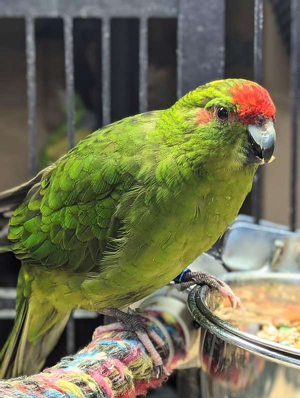 grass-parakeet-for-sale