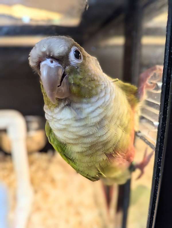 green-cheek-conure-for-sale