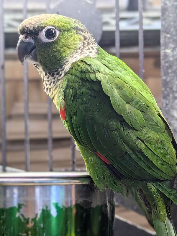 black-capped-conure-for-sale