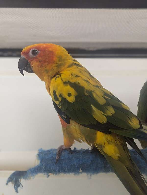 sun-conure-for-sale