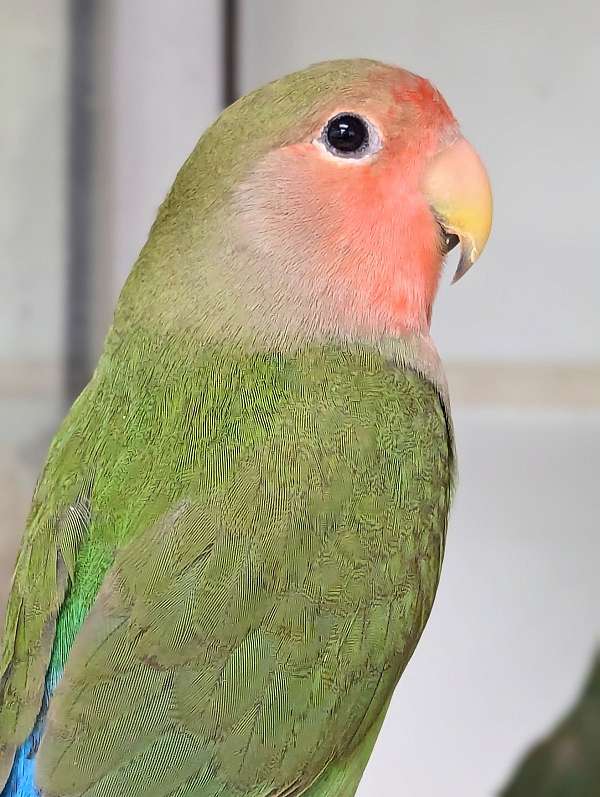 peach-faced-lovebird-for-sale