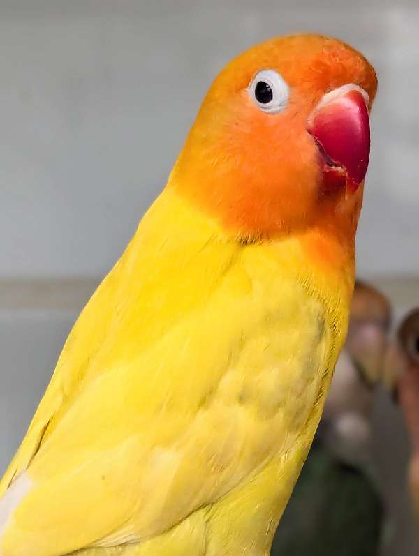 fischers-lovebird-for-sale