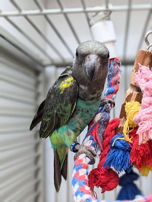 meyers-poicephalus-parrots-for-sale