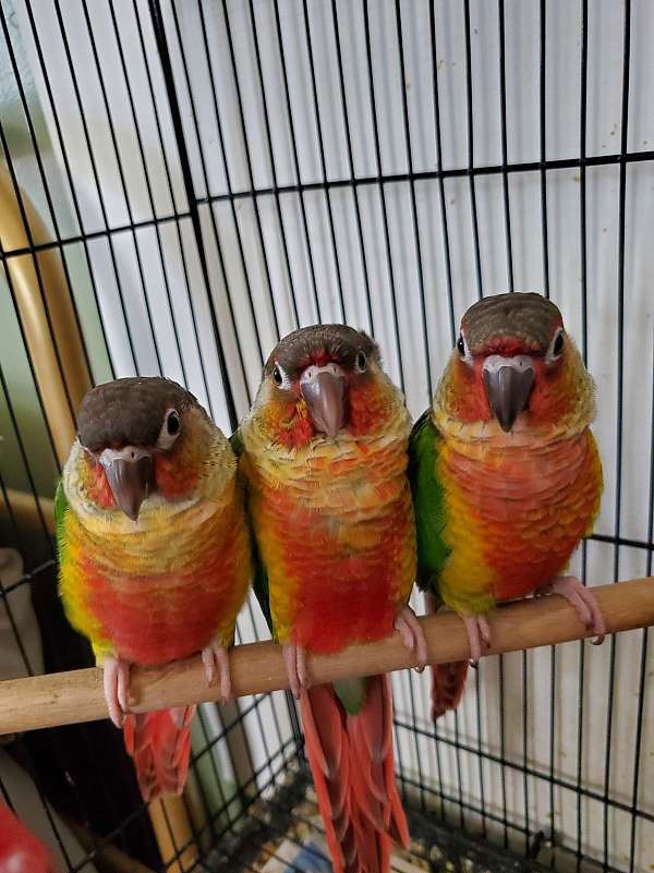 conure-green-cheek-conure-for-sale-in-baltimore-md