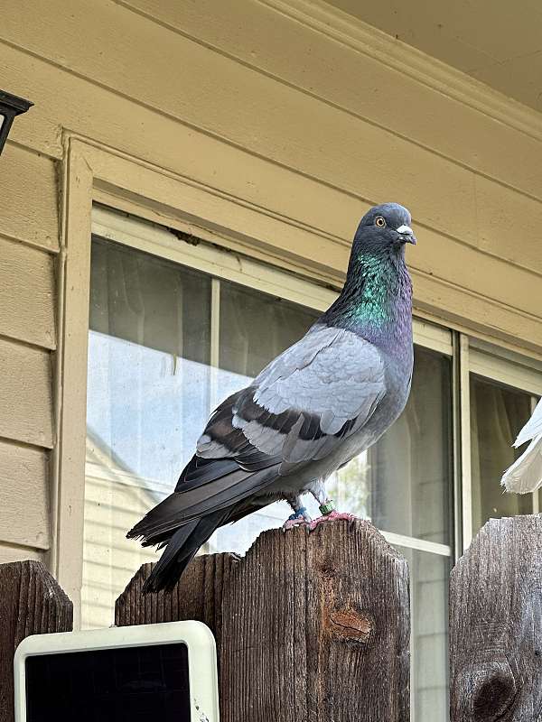 blue-grey-homing-pigeon-for-sale