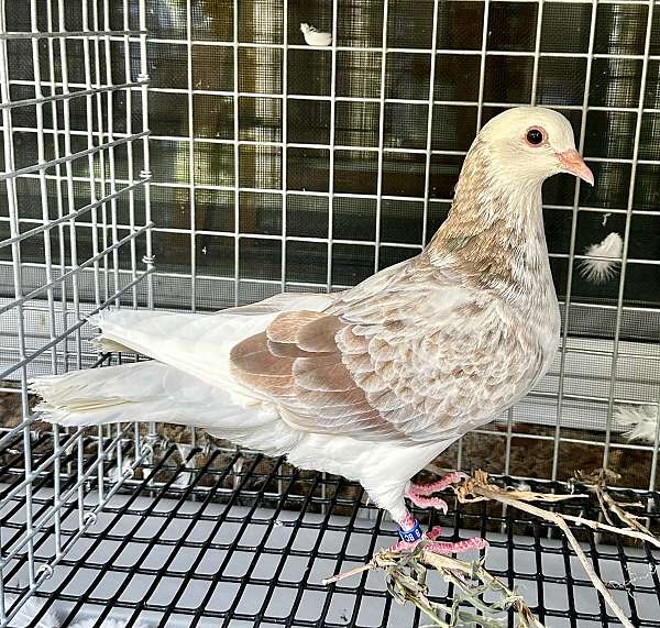 cinnamon-white-homing-pigeon-for-sale