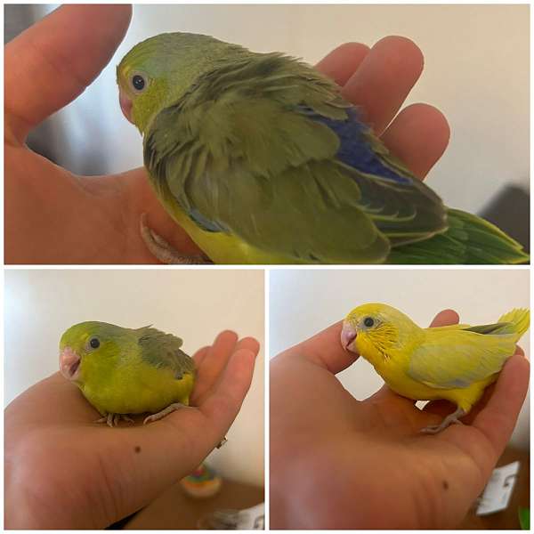 parrotlet-for-sale-in-taylors-sc