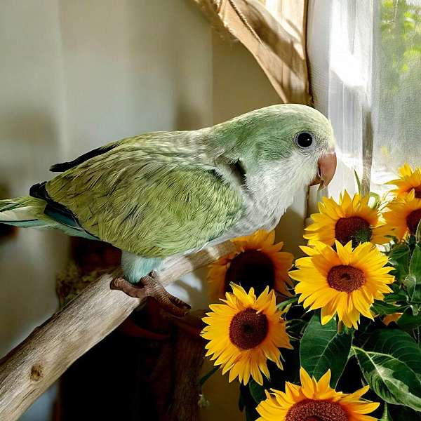 quaker-parrots-for-sale