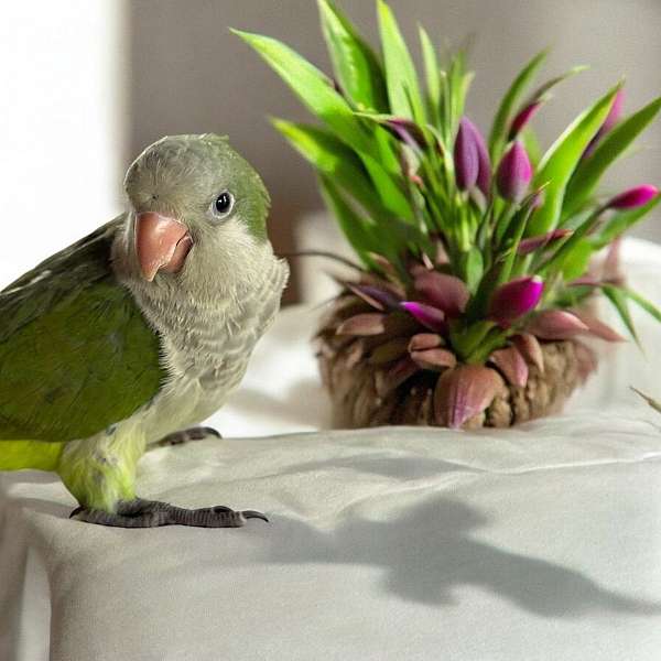 quaker-parrots-for-sale