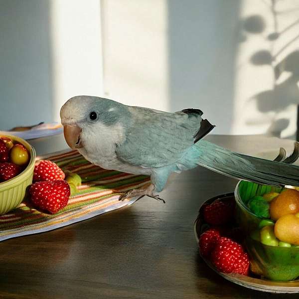 quaker-parrots-for-sale