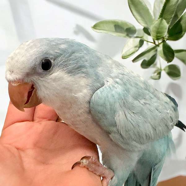 quaker-parrots-for-sale