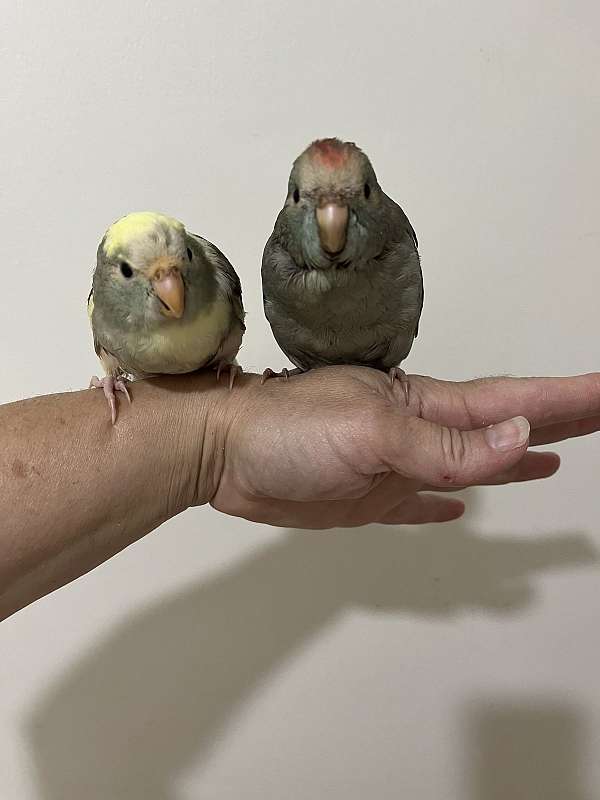 parrot-for-sale