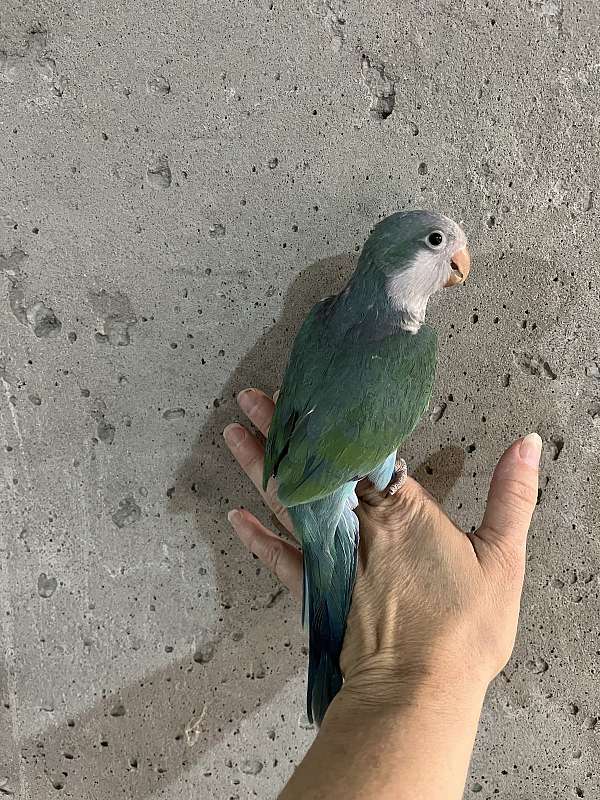 quaker-parrots-for-sale