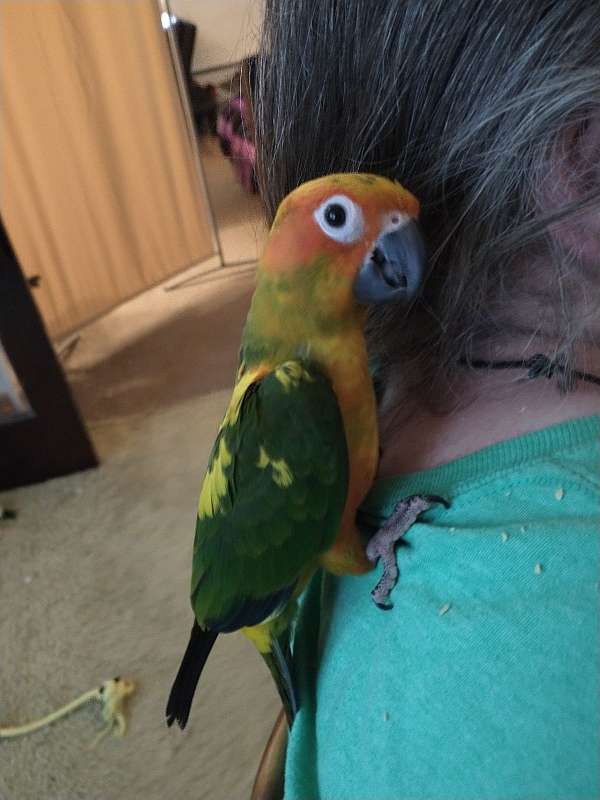 sun-conure-for-sale-in-freeland-pa