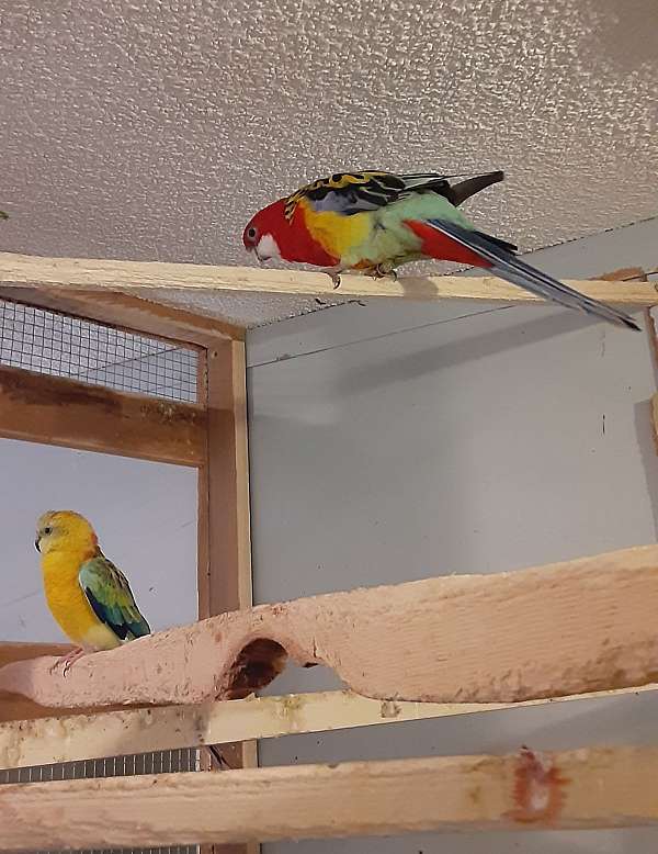 opaline-scarlet-parrot-for-sale