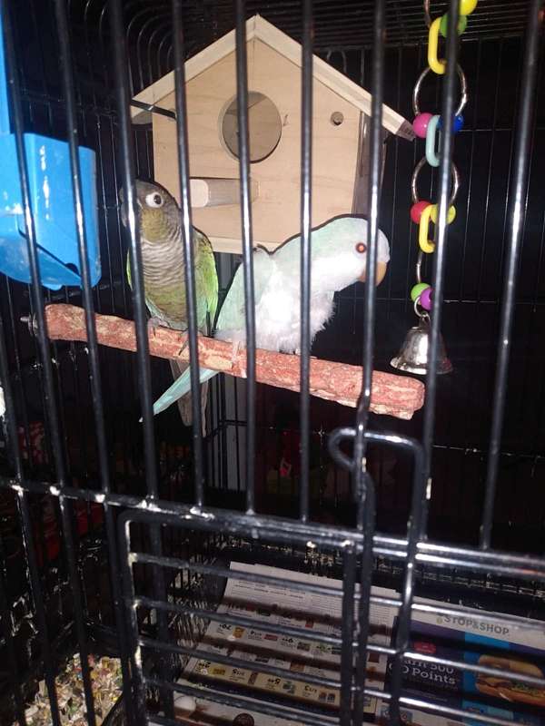 quaker-parrots-for-sale-in-manchester-ct