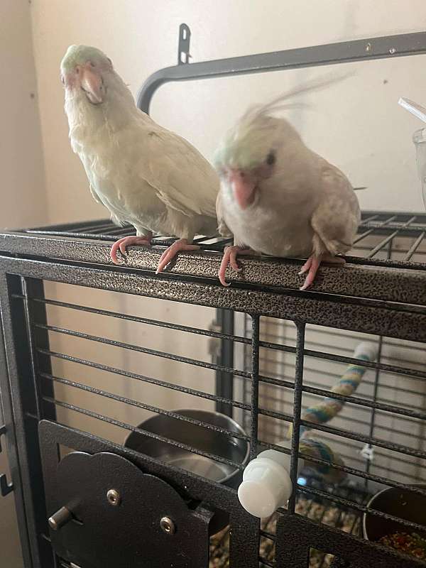 cockatiel-for-sale