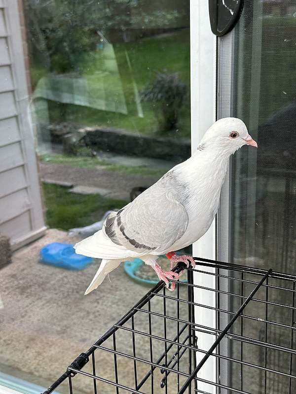 homing-pigeon-for-sale-in-nashville-tn