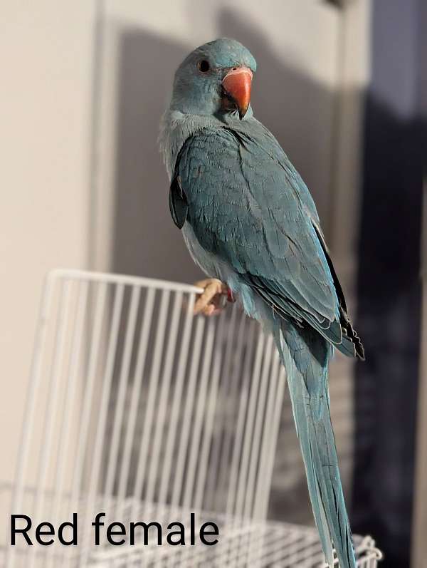 ringneck-parakeet-for-sale