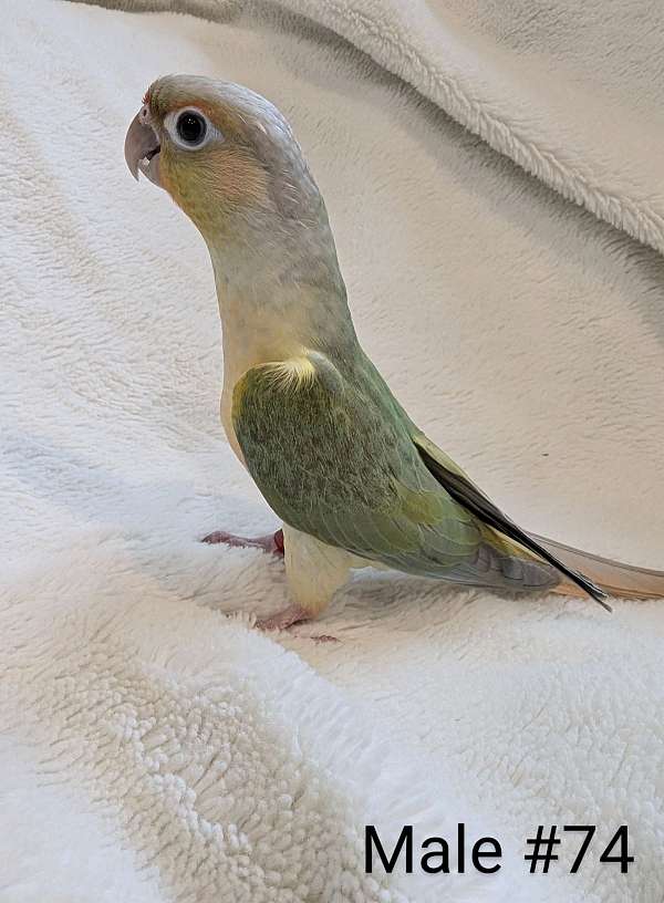 green-cheek-conure-for-sale