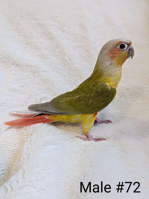 green-cheek-conure-for-sale