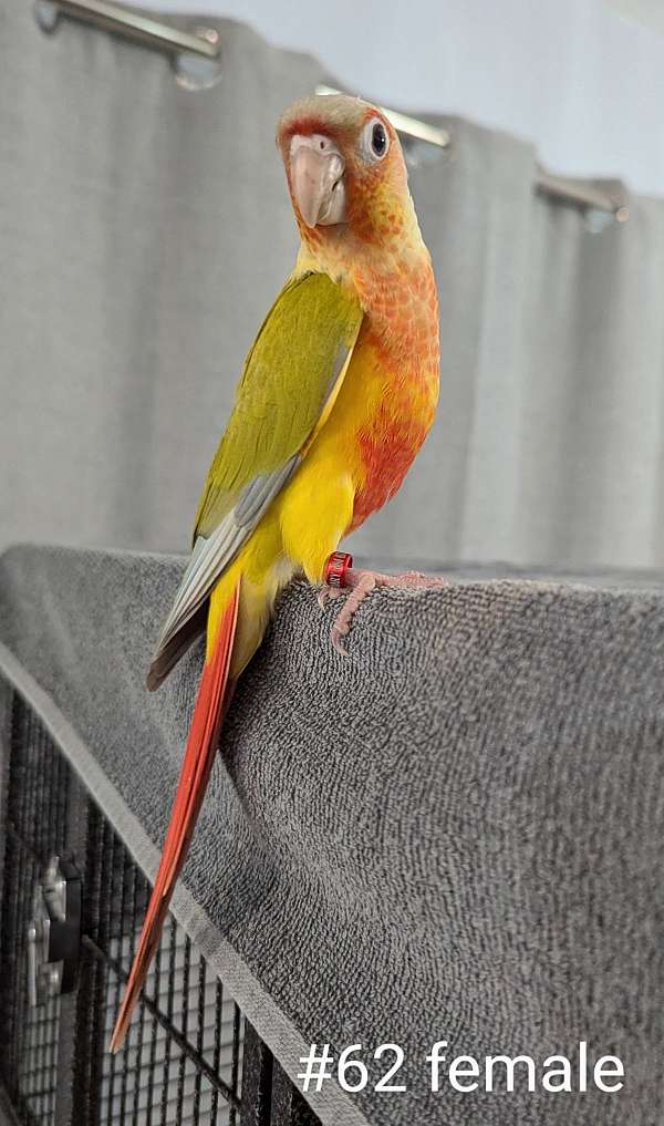 green-cheek-conure-for-sale